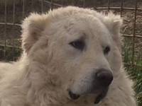 mastino abruzzese testa 